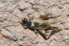 Gryllus personatus