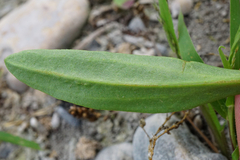Lepidium cartilagineum