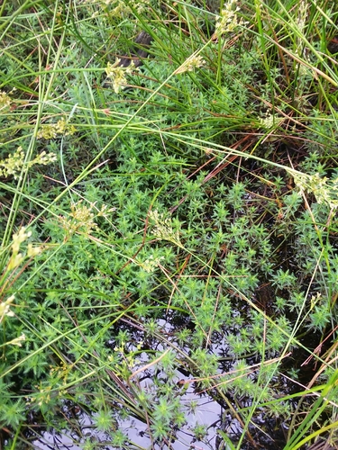 Image of Proserpinaca intermedia by (c) Will McFarland, some rights reserved (CC BY)