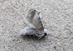 Tolype velleda