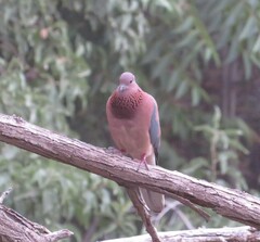 Streptopelia senegalensis