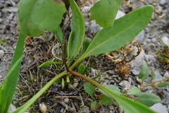 Lepidium cartilagineum