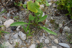 Lepidium cartilagineum