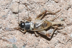 Gryllus personatus