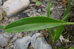 Lepidium cartilagineum