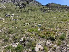 Protea acaulos