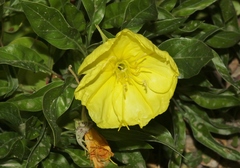 Oenothera macrocarpa