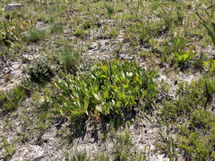 Protea acaulos