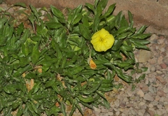 Oenothera macrocarpa