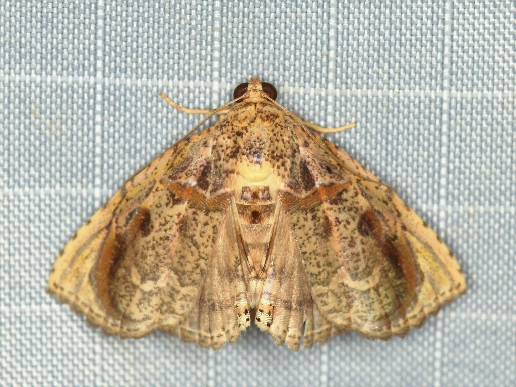 Eulepidotis hemithea
