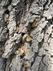 Fuscoporia gilva