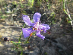 Moraea lugubris