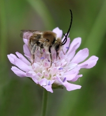 Eucera