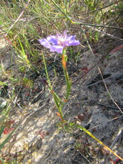 Moraea lugubris
