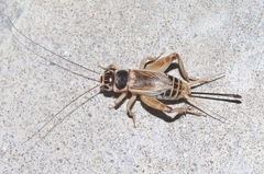 Gryllus personatus