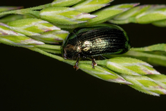 Phratora
