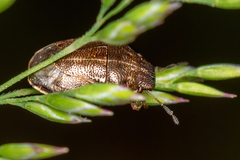Neottiglossa pusilla