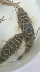 Sphoeroides testudineus