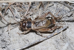 Gryllus personatus