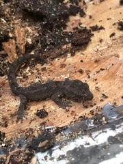 Dactylocnemis pacificus