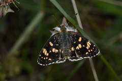 Phyciodes pulchella camillus