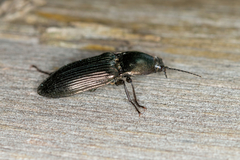 Selatosomus aeneus