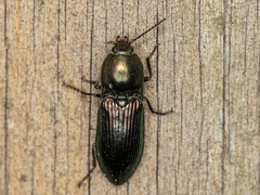 Selatosomus aeneus