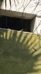 Sceloporus cyanogenys