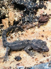 Dactylocnemis pacificus