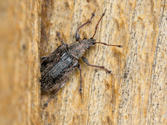 Phyllobius pyri