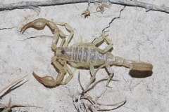 Paruroctonus boreus
