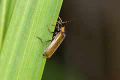 Rhagonycha nigriventris