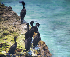 Phalacrocorax nigrogularis