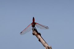 Trithemis