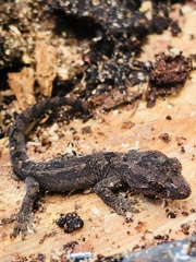 Dactylocnemis pacificus