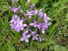 Gentianella campestris campestris