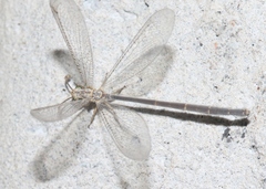 Clathroneuria coquilletti