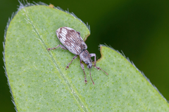 Polydrusus tereticollis