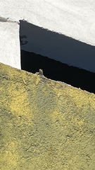 Sceloporus cyanogenys