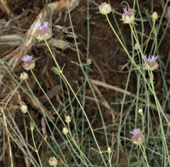Monardella linoides sierrae