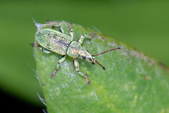 Phyllobius maculicornis