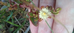Mesembryanthemum aitonis