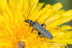 Oedemera virescens