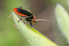 Cantharis fusca