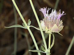 Monardella linoides sierrae