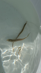 Syngnathus scovelli