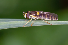 Sphaerophoria scripta