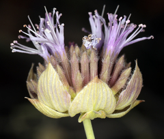 Monardella linoides sierrae