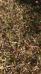 Stenotaphrum secundatum