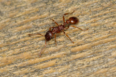 Myrmica